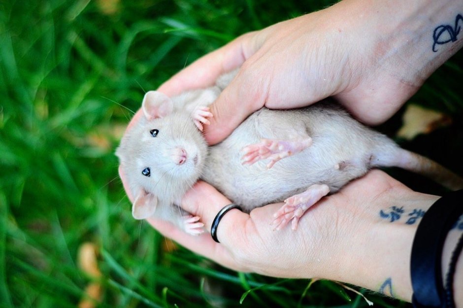 Крысята Дамбо голубая норка