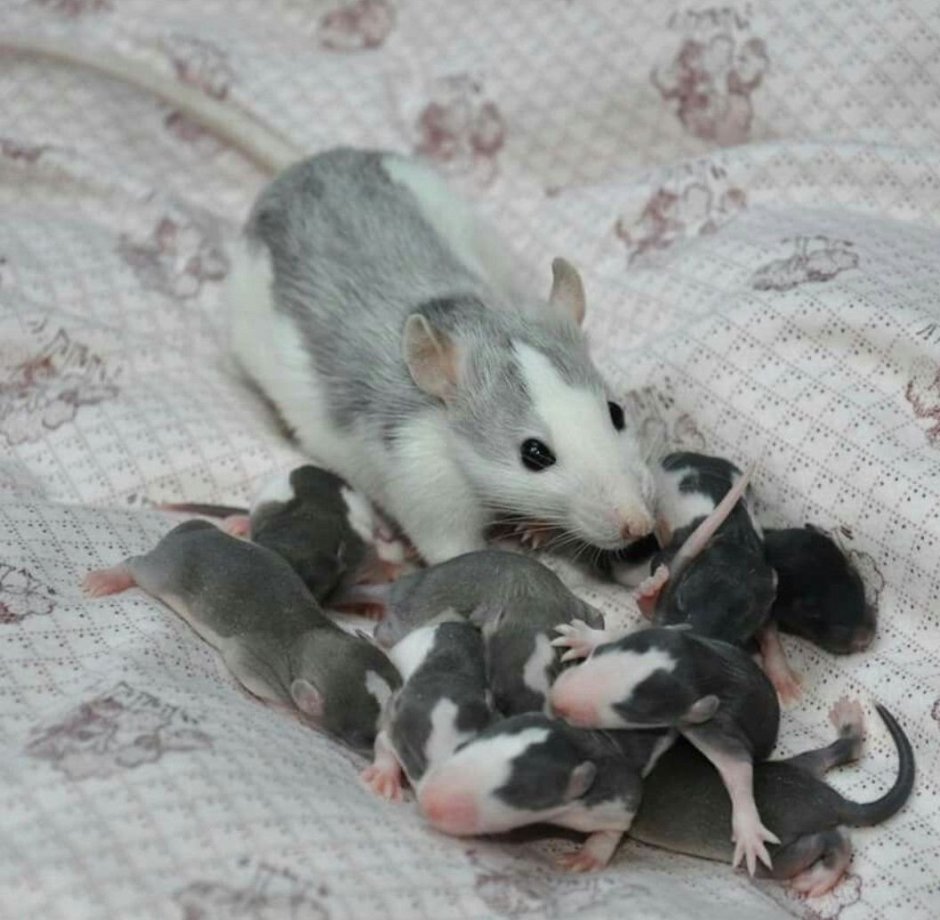 Лысая крыса Дамбо