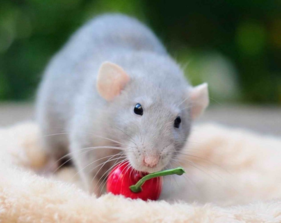 Крысята голубая норка