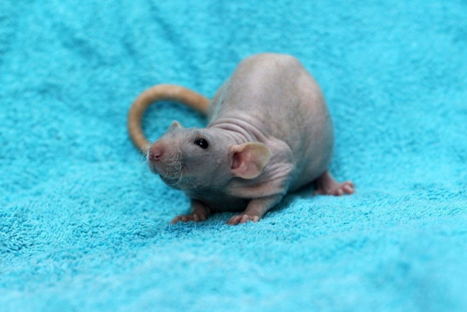 Звероводство в Дании