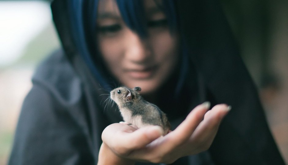 Крыса Дамбо голубая