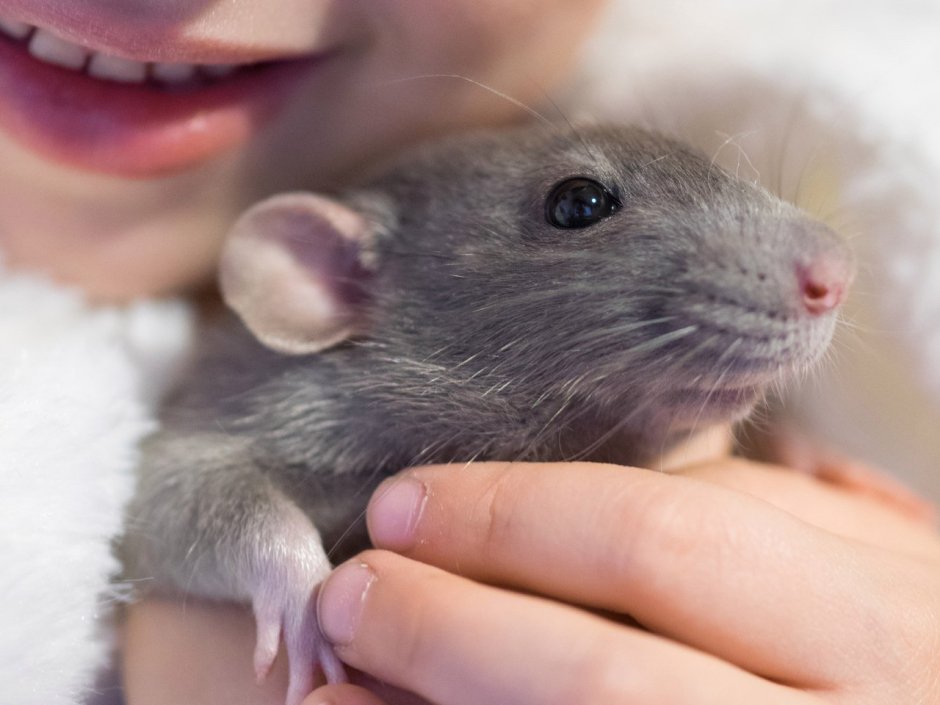 Серая декоративная крыса