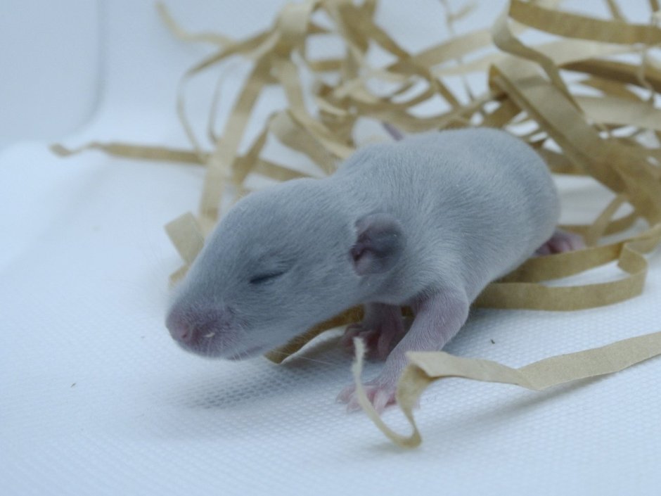 Крысята голубая норка