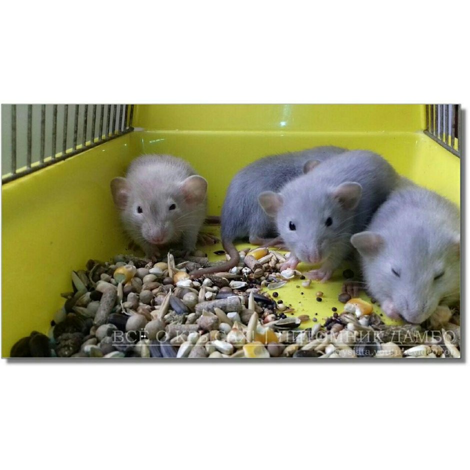 Дамбо голубая норка