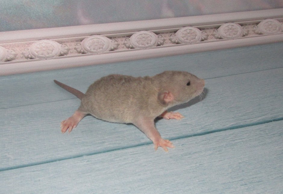 Порода голубой норки