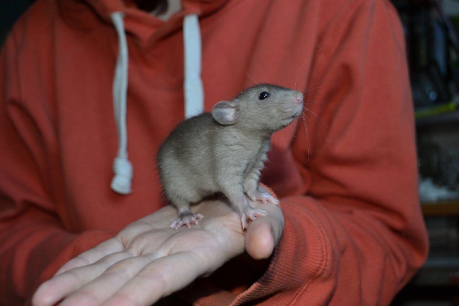 Крыса Дамбо голубая