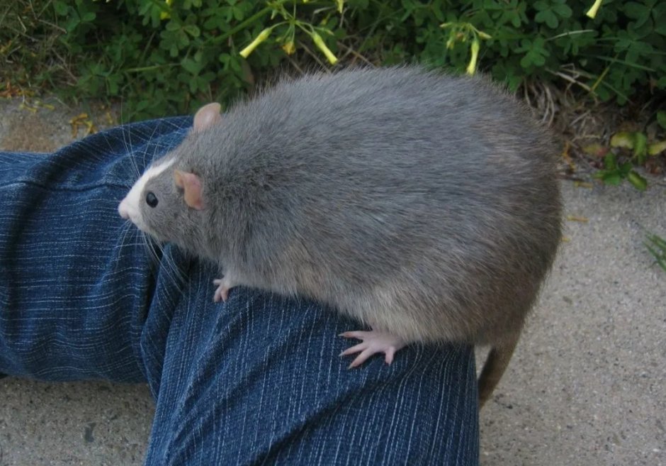 Крыса Дамбо капюшоновая