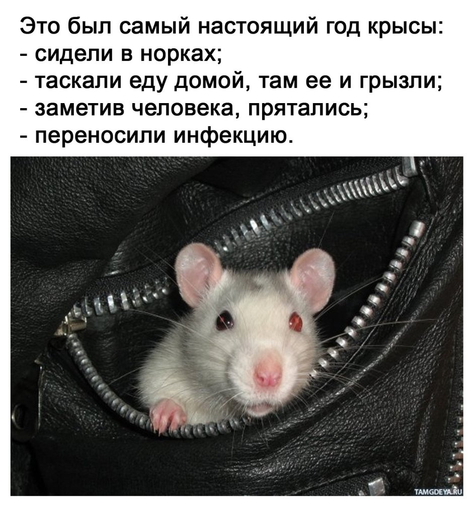 Голубая норка Живая