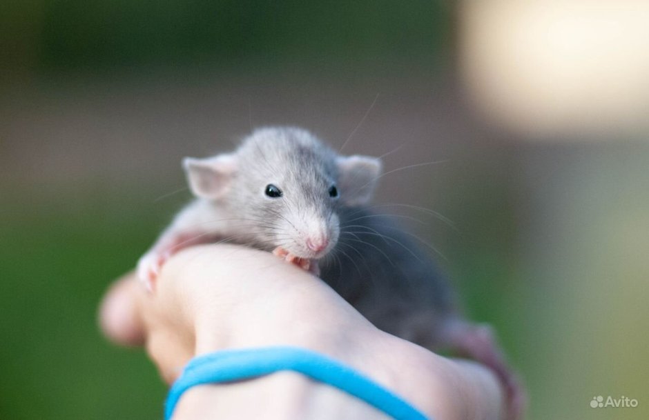 Дамбо голубая норка