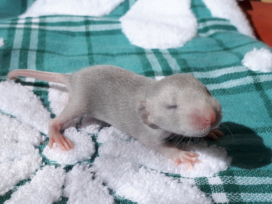 Крыса Дамбо голубая норка