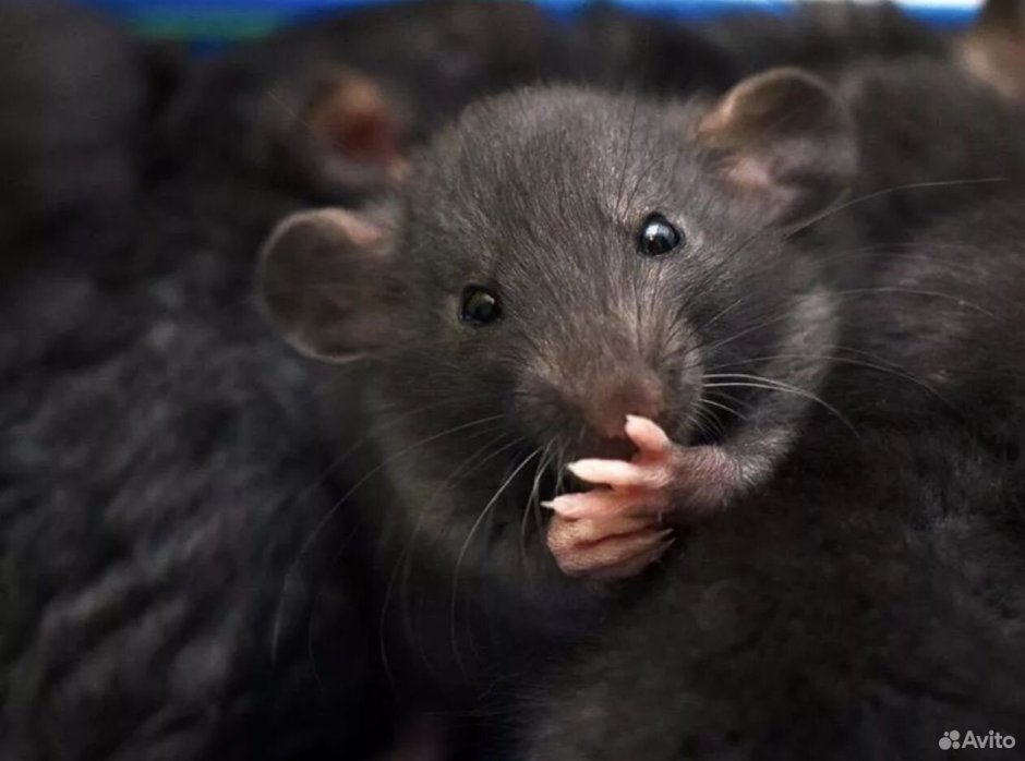 Купитькрысудамбо.РФ отзывы