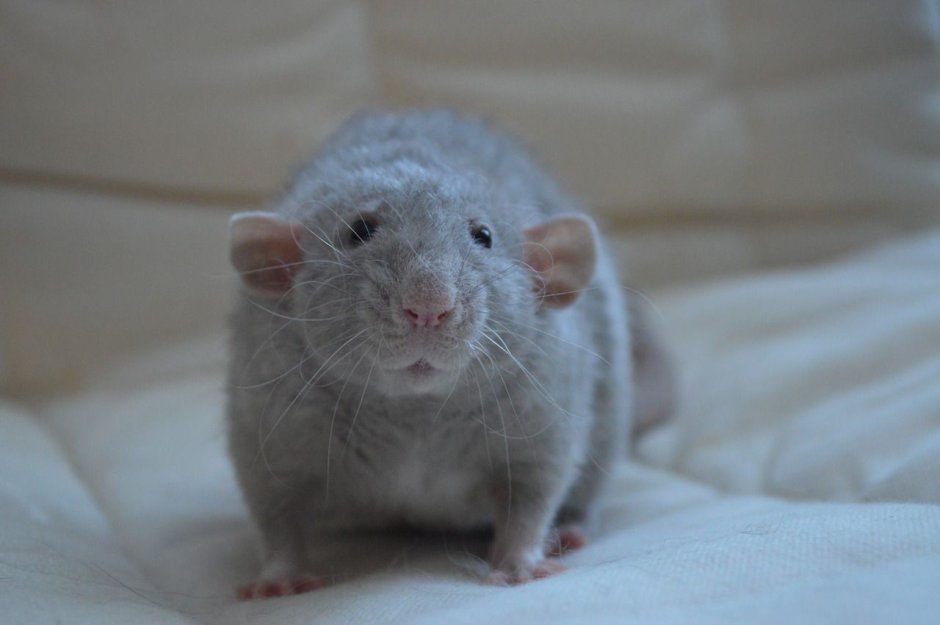 Сатиновая крыса Дамбо