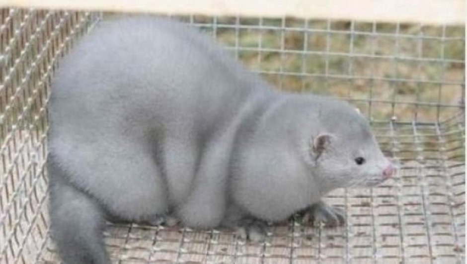 Голубая норка зверек