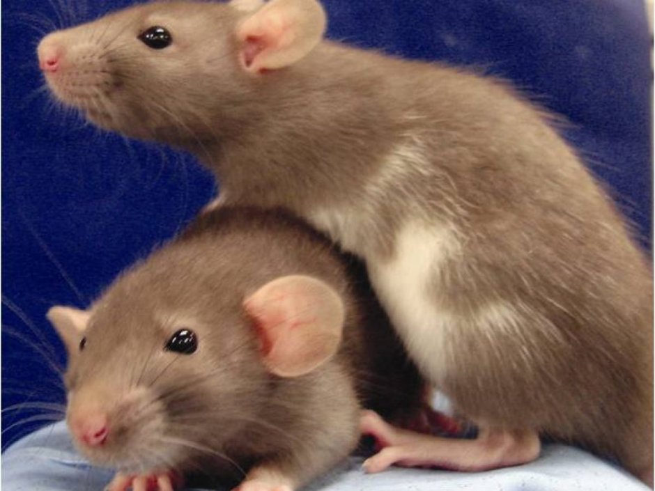 Крыса Дамбо голубая