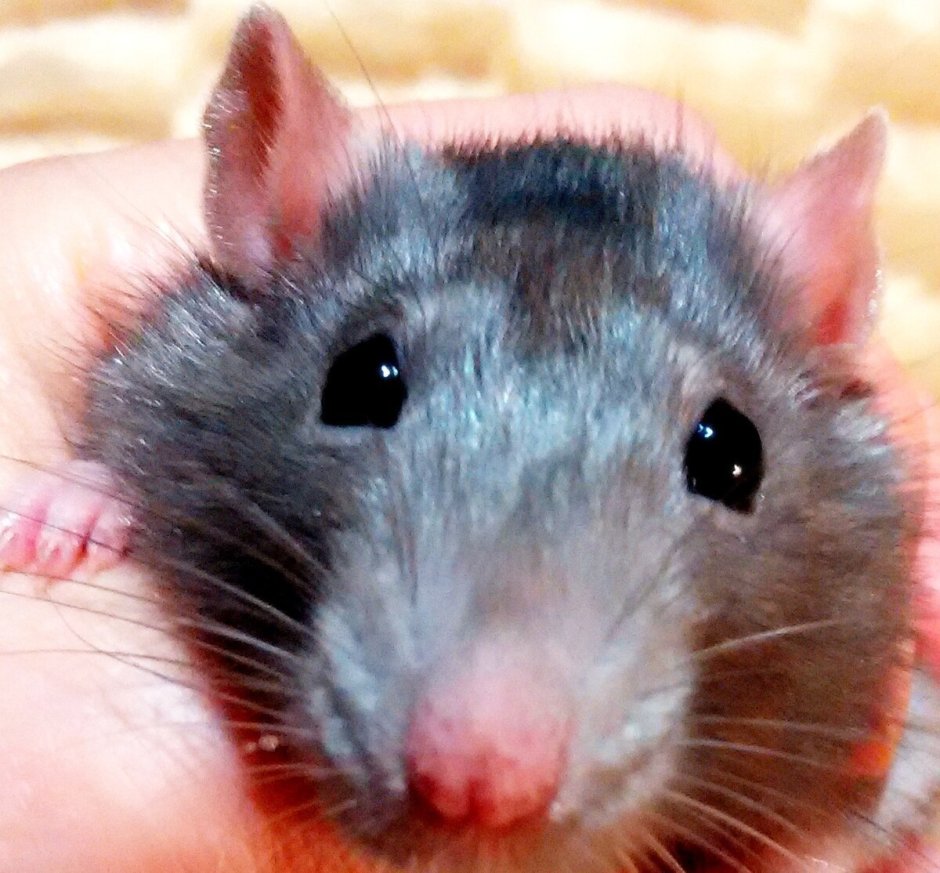 Крыса голубая норка