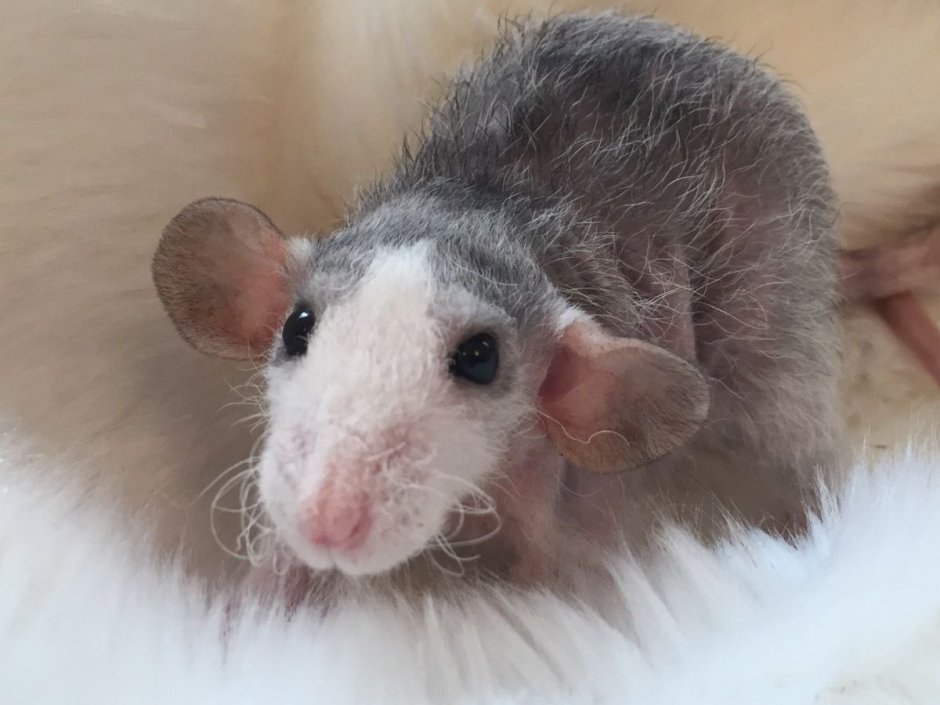 Серый крысенок Дамбо