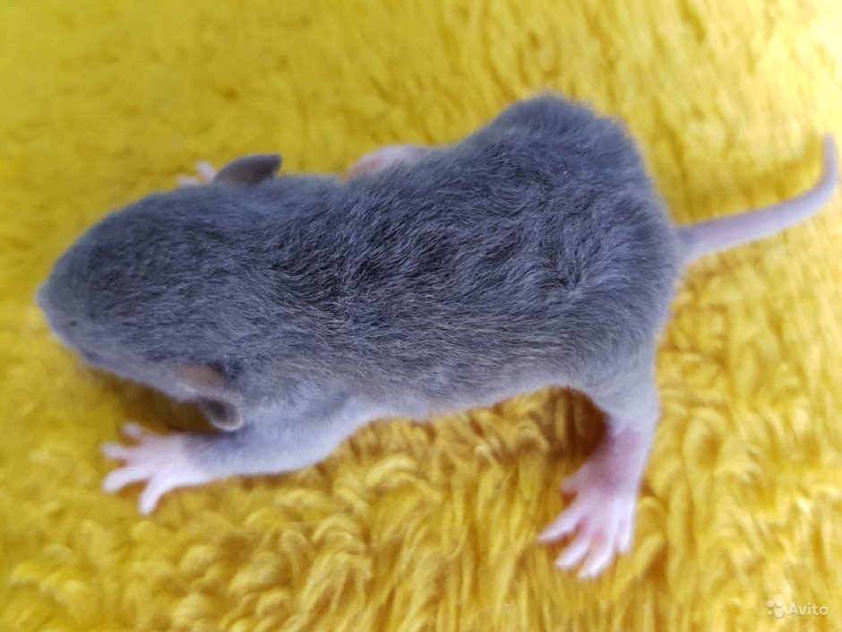Пушистая крыса