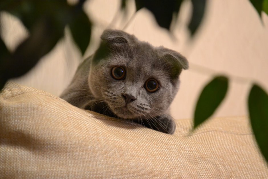 Кот Блю поинт вислоухий