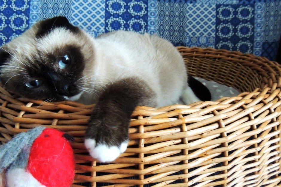 Сиамские вислоухие котята