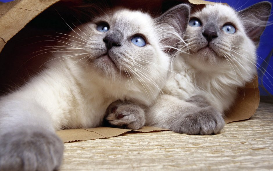 Сиамская вислоухая кошка