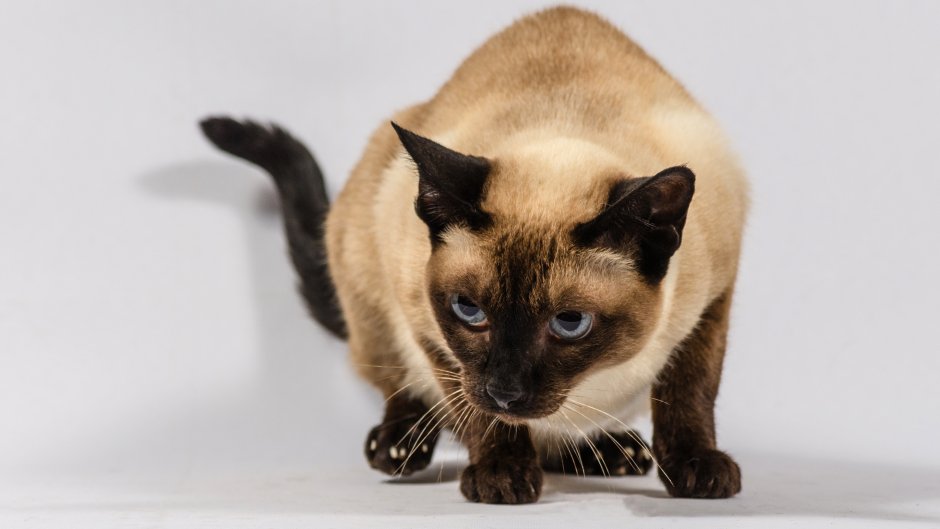 Сиамская вислоухая кошка