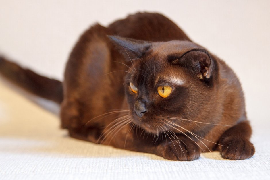 Скоттиш фолд