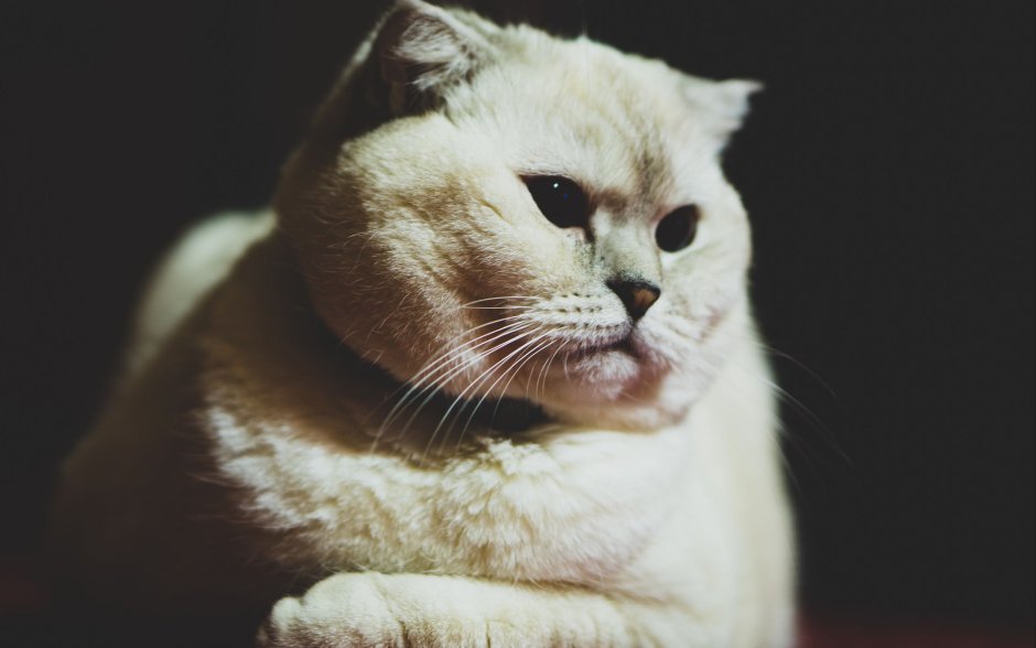 Кот лежит