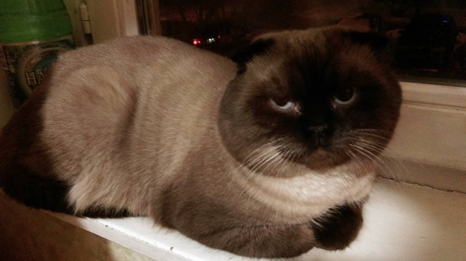 Скоттиш фолд котята