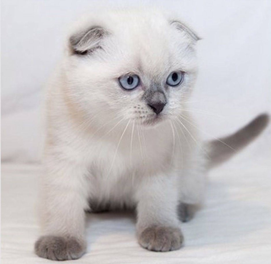 Шотландская вислоухая кошка