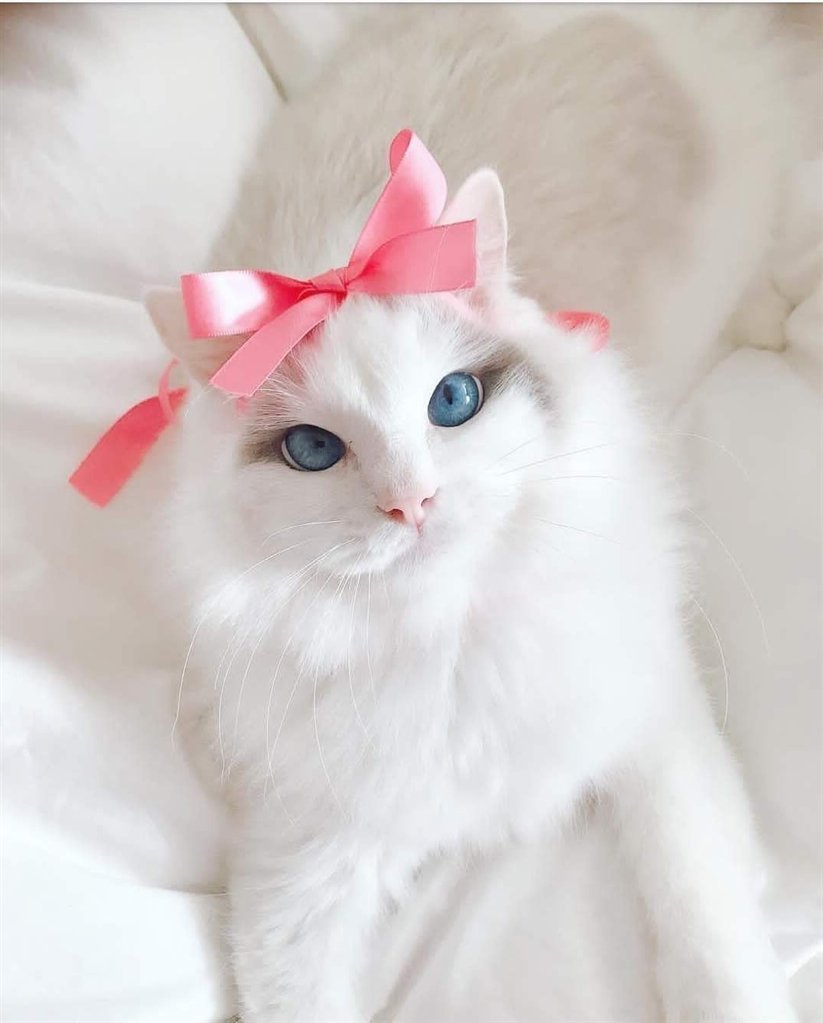 Британская шиншилла Коби