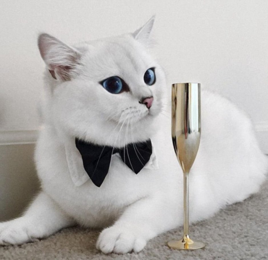 Коби порода кошек