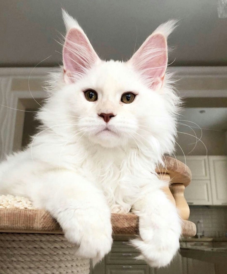 Королевская Сиамская кошка