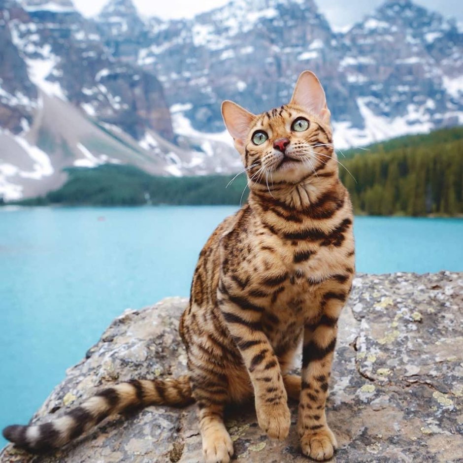 Кошки в свадебных нарядах