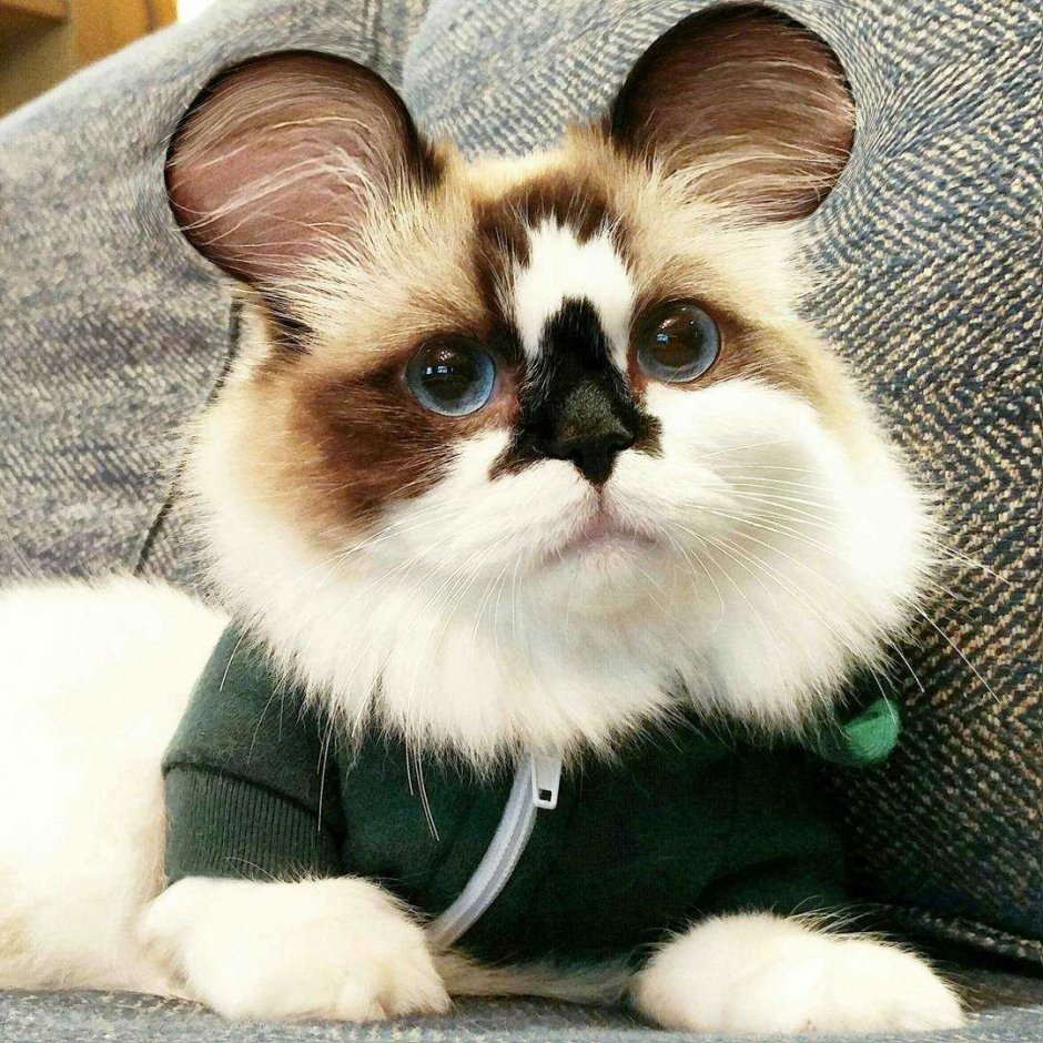 Кошка Аврора Рэгдолл