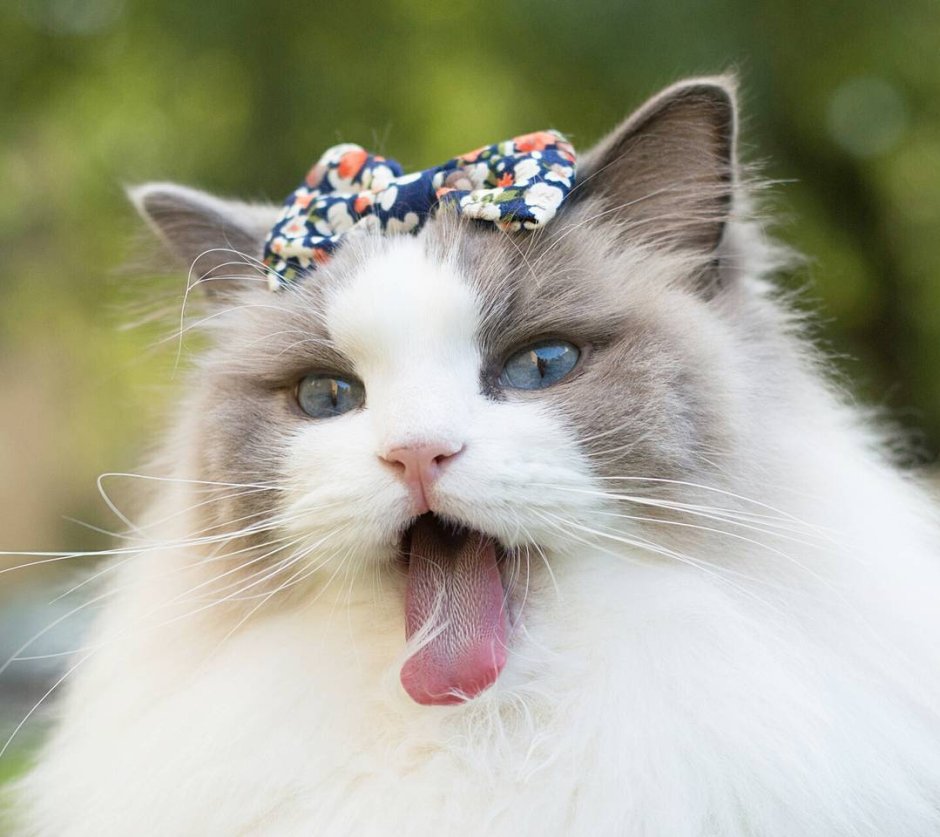 Порода кошек с большими глазами