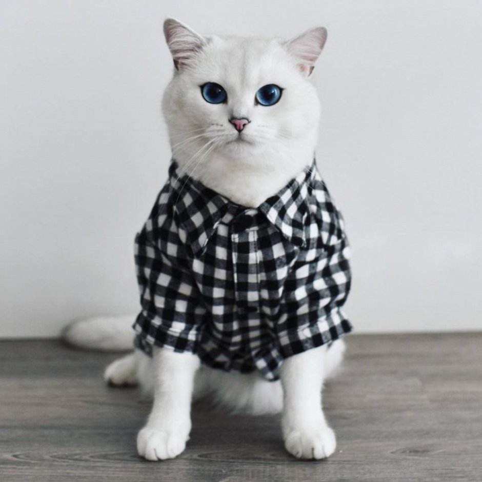 Милые котики Эстетика