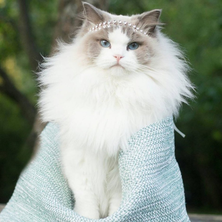 Британская шиншилла Коби