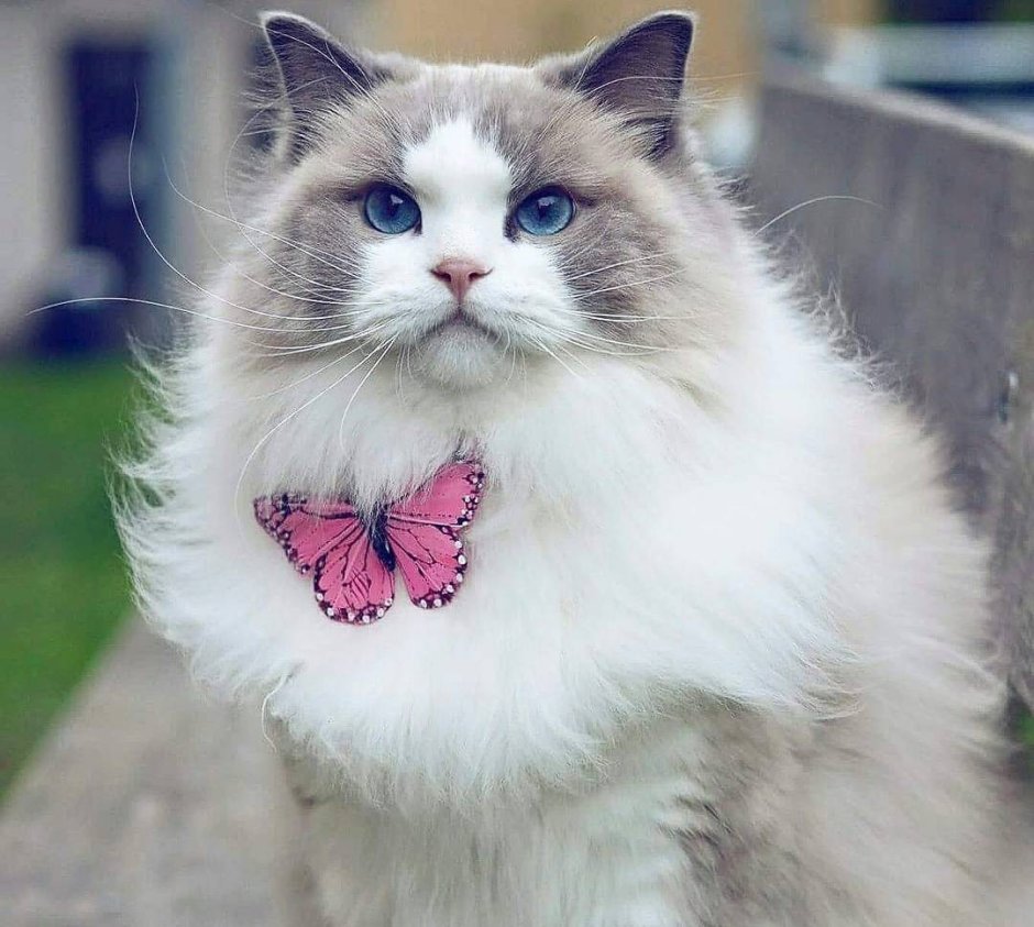 Кошка Аврора Рэгдолл