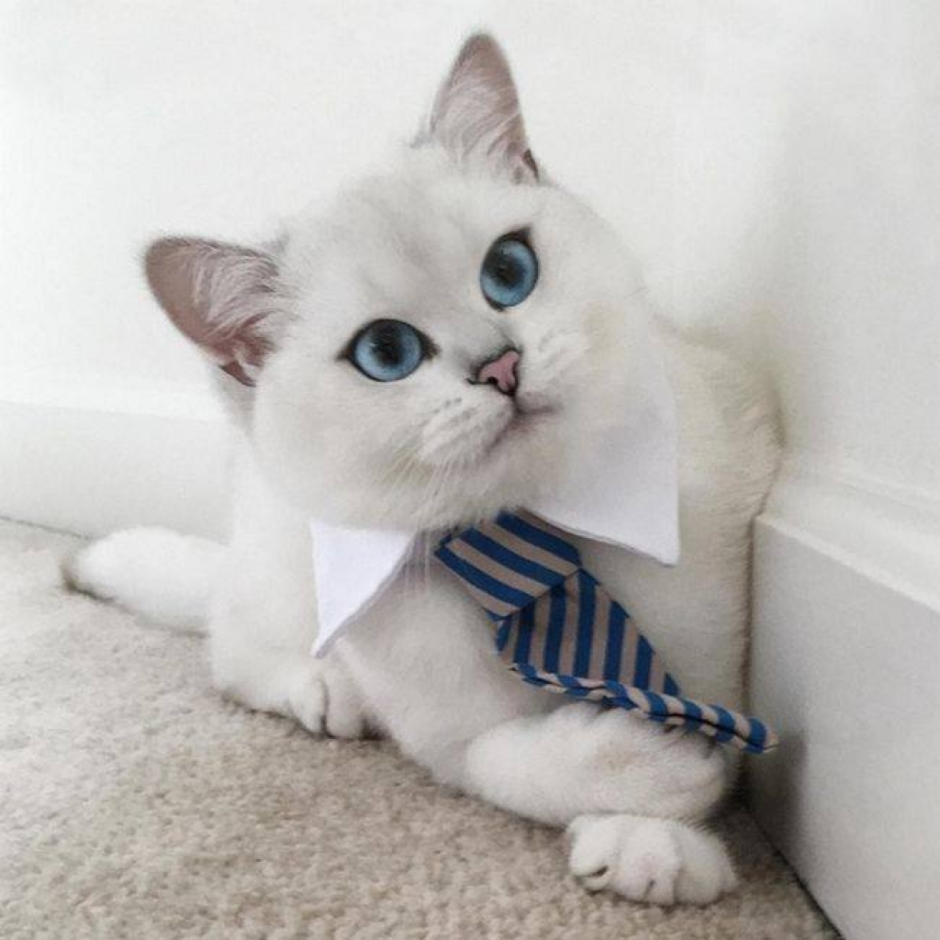 Коби порода кошек