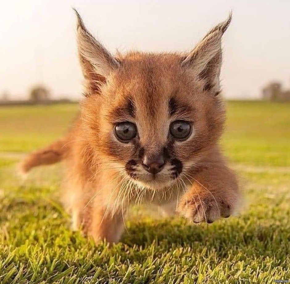 Рысёнок каракал