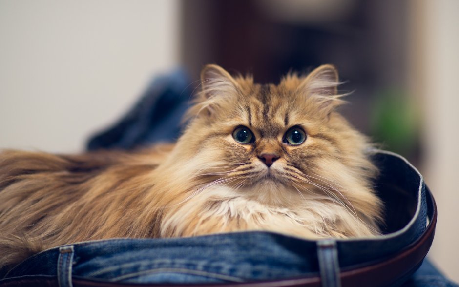 Потрепанная кошка