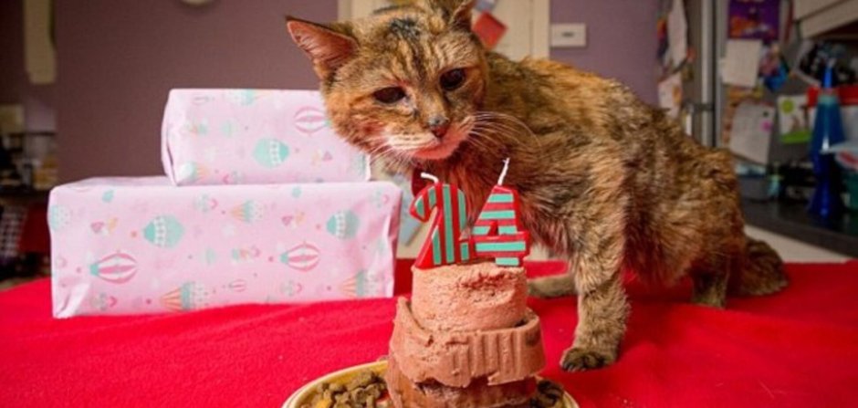 Кошка Мейн кун