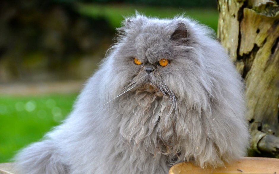 Красивые коты
