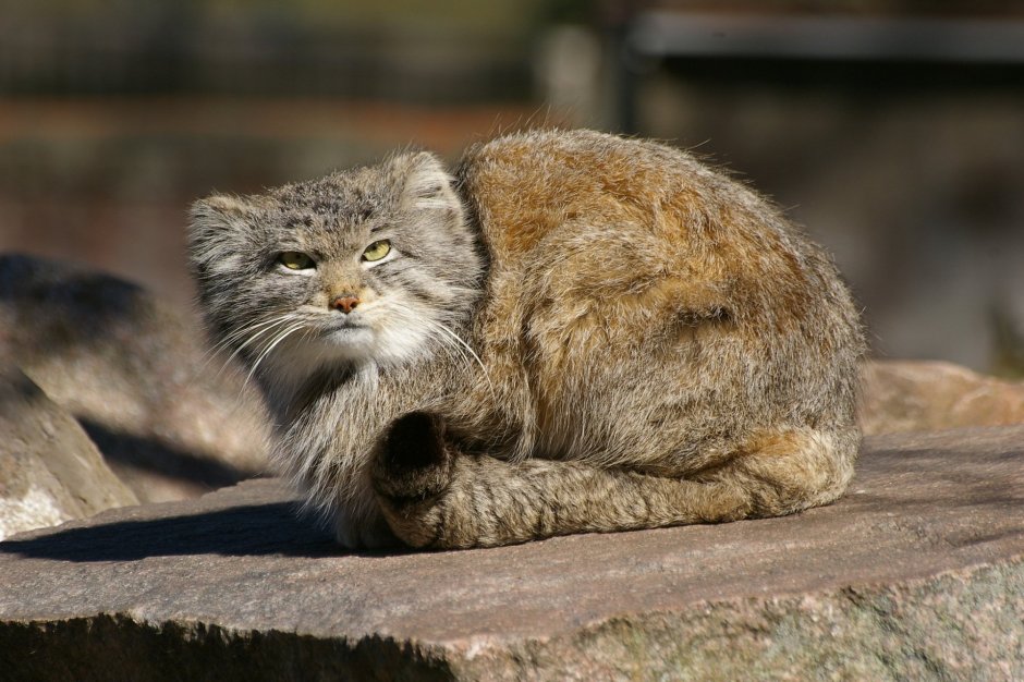 Персидская голубая длинношерстная кошка