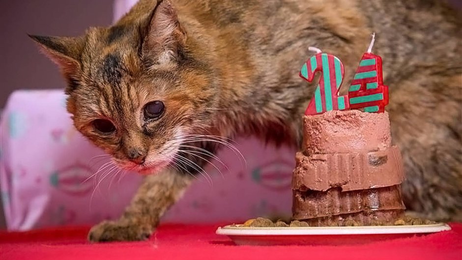 Крим Пафф кошка долгожитель
