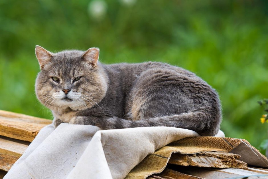 Пожилая кошка