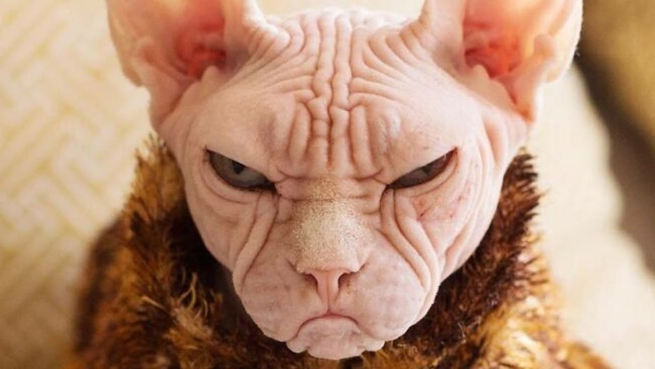 Жирный персидский кот