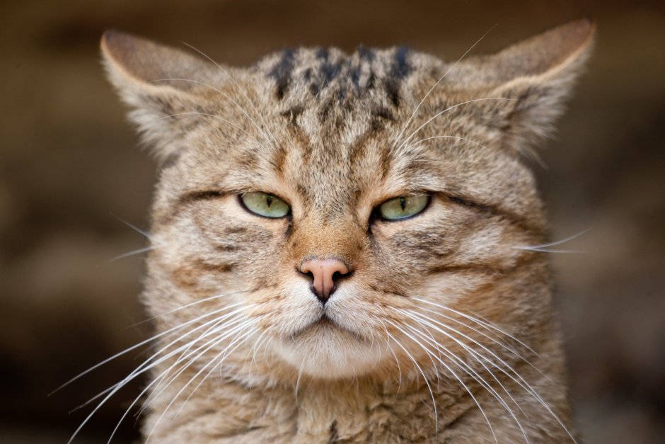 Маленький котенок