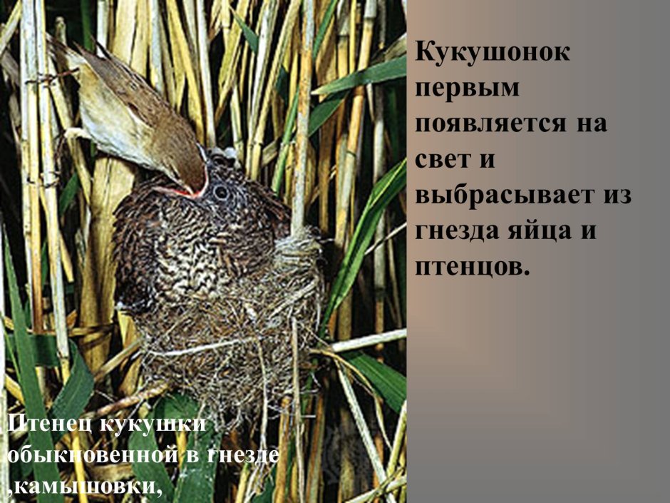 Кукушонок выбрасывает яйца из гнезда