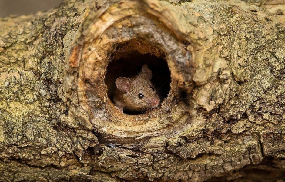 Орешниковая Соня гнездо